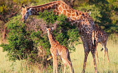 Giraffe and baby, Mabula Game Reserve